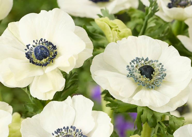 Anemone Galilee White 6 Bulbs