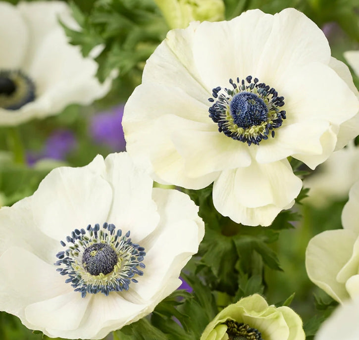 Anemone Galilee White 6 Bulbs