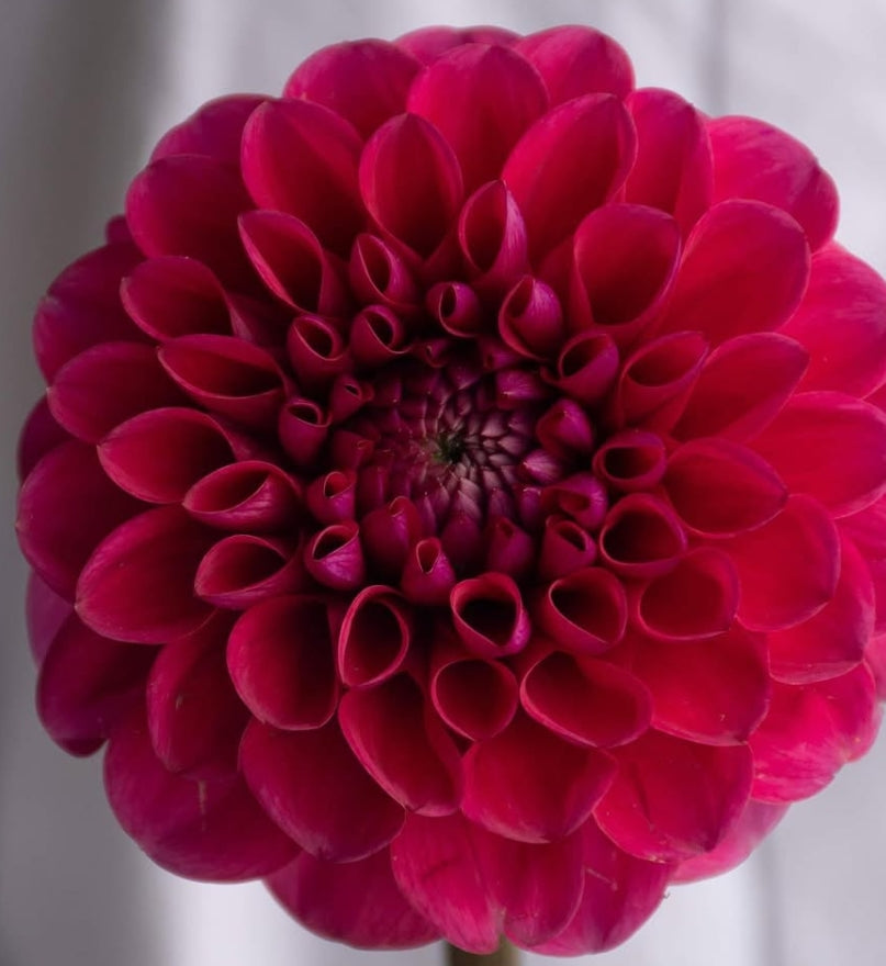 Dahlia 'Raspberry' 100 Seeds