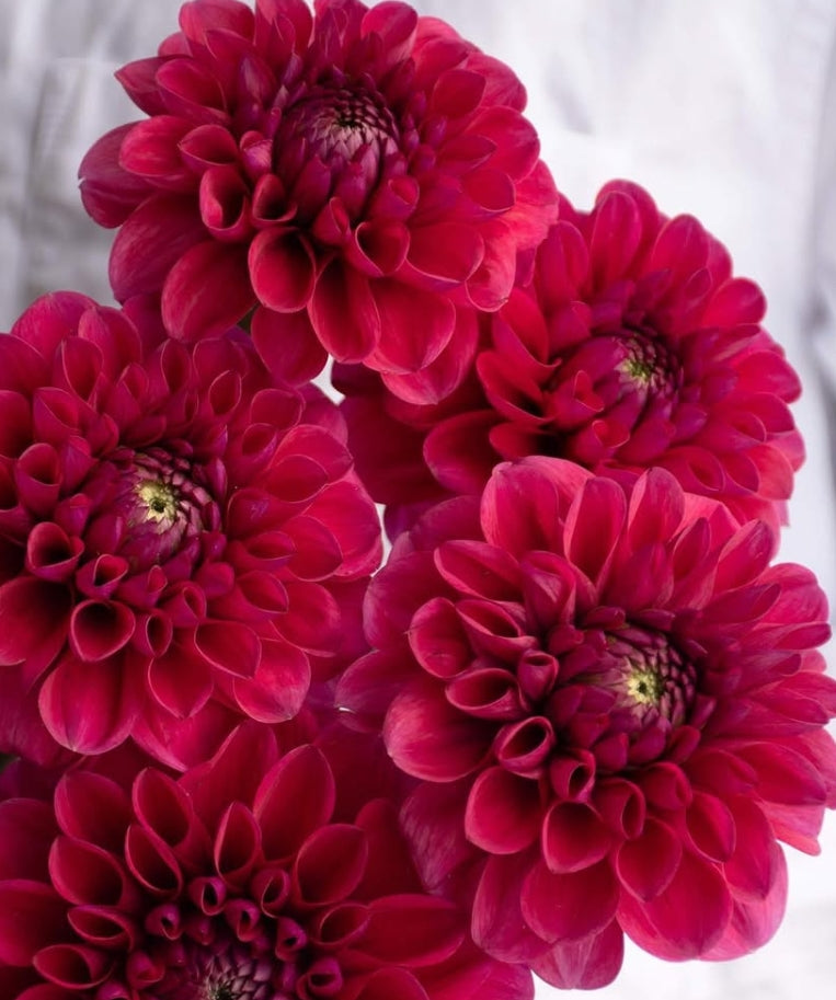 Dahlia 'Raspberry' 100 Seeds