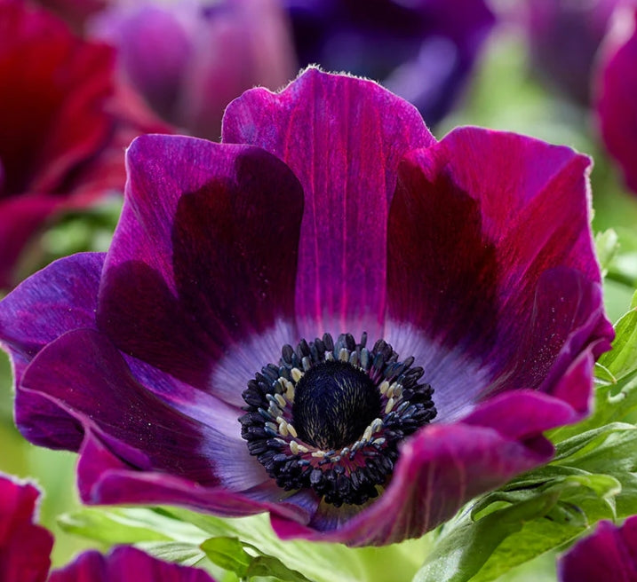 Anemone Galilee Bordeaux 6 Bulbs