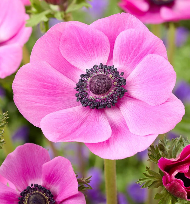 Anemone Galilee Pink 6 Bulbs