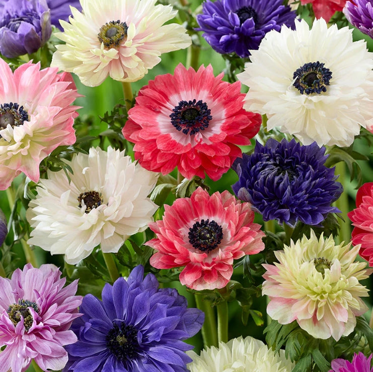 Anemone Fullstar Mix 6 Bulbs