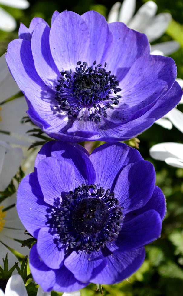 Anemone de Caen Mr. Fokker 6 Bulbs