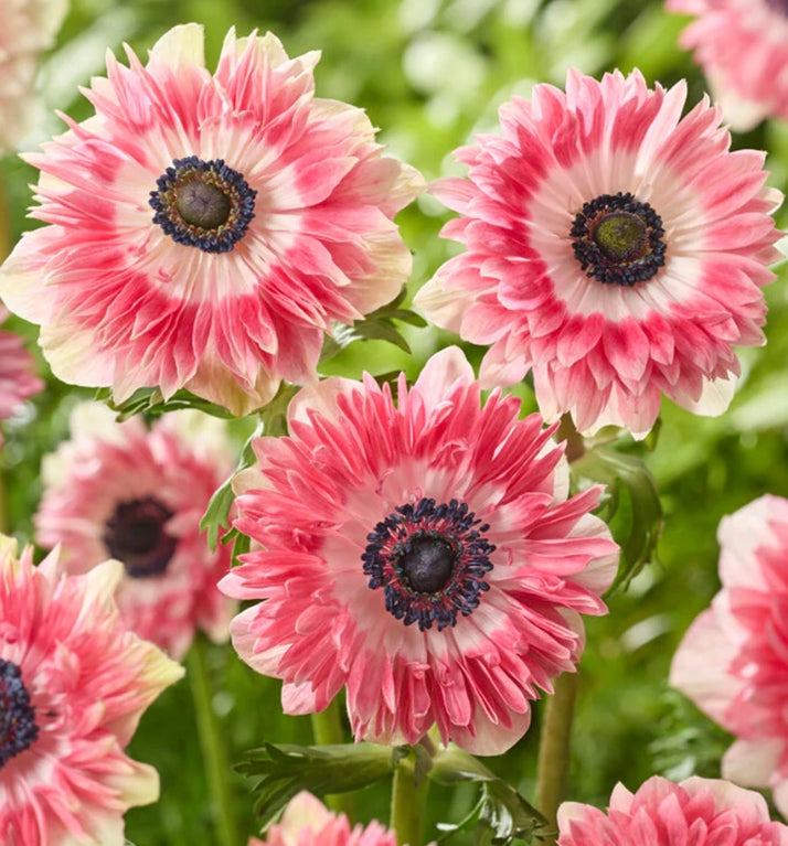 Anemone Fullstar Red/White 6 Bulbs