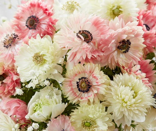 Anemone Strawberry & Cream Collection 6 Bulbs