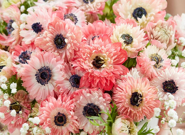 Anemone Fullstar Strawberry 6 Bulbs