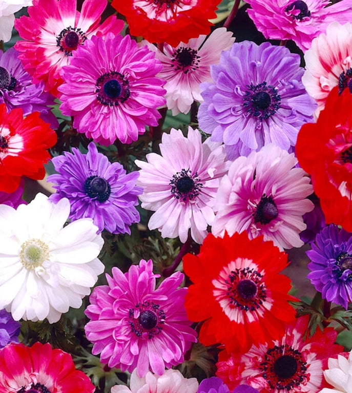 Anemone St. Brigid 6 Bulbs