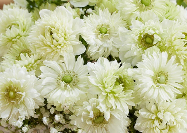 Anemone Fullstar White 6 Bulbs