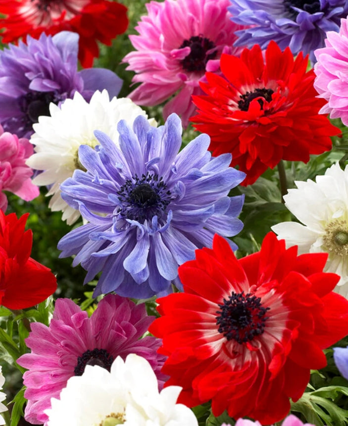 Anemone St. Brigid 6 Bulbs