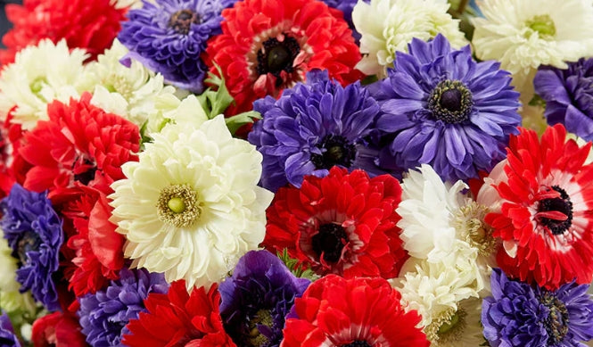 Anemone Stars and Stripes Collection 6 Bulbs