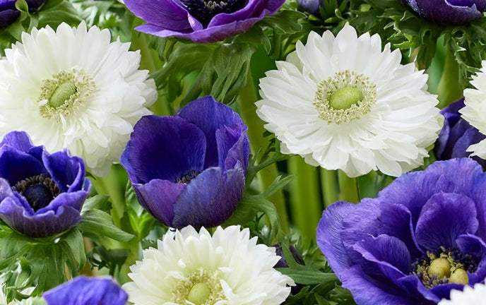 Anemone White Blues Collection 6 Bulbs