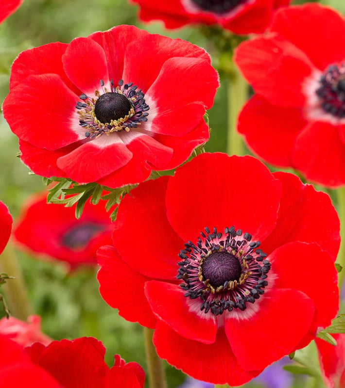 Anemone Galilee Red 6 Bulbs
