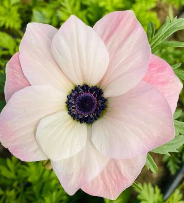 Anemone Mistral rosa chiaro 6 Bulbs