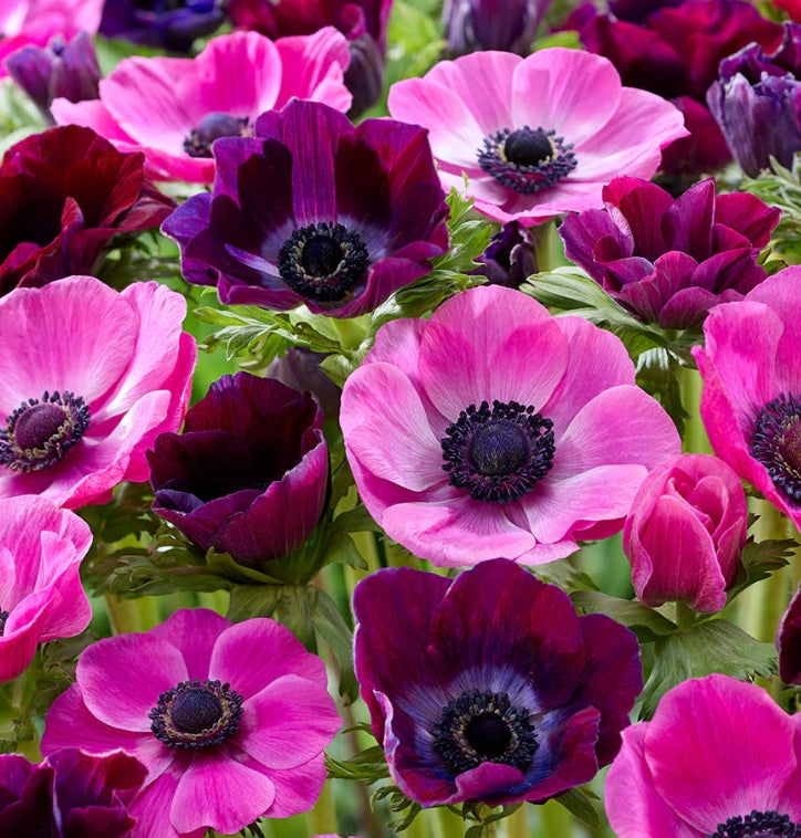 Anemone Pink Dusk Collection 6 Bulbs