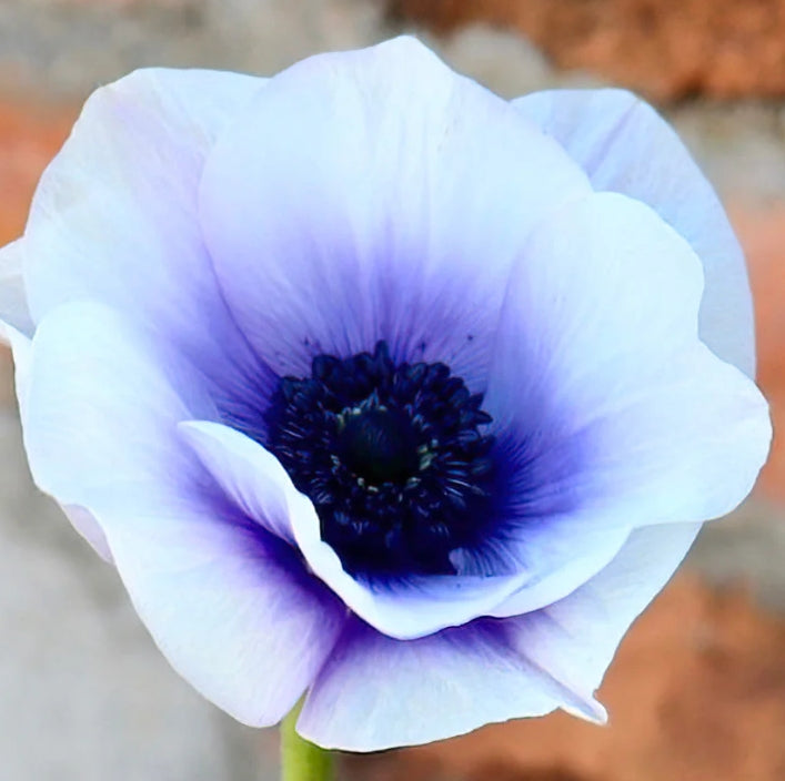 Anemone Rainbow Blue/White 6 Bulbs