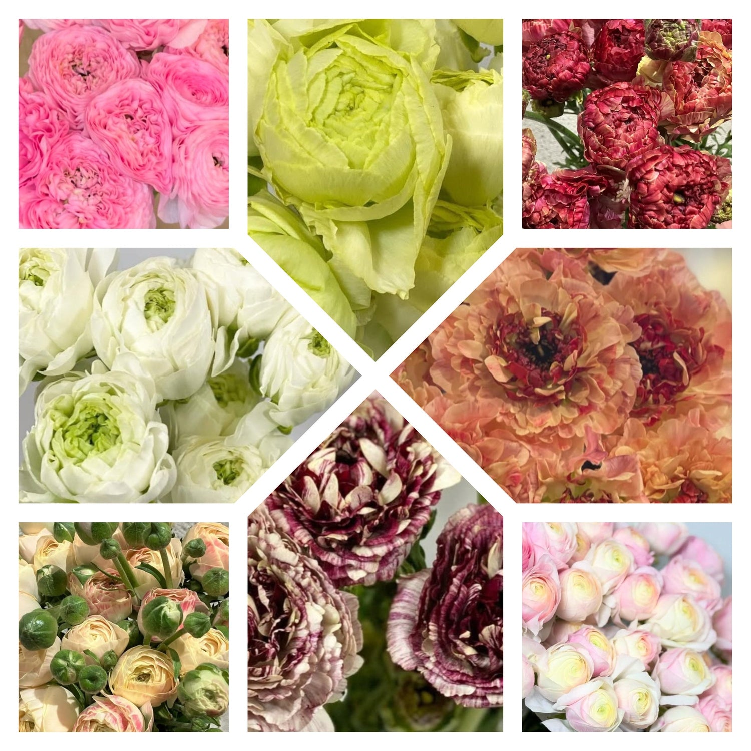 Bulbs, tubers