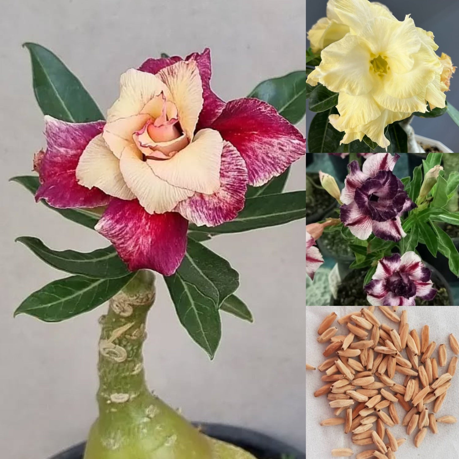 Adenium Collection