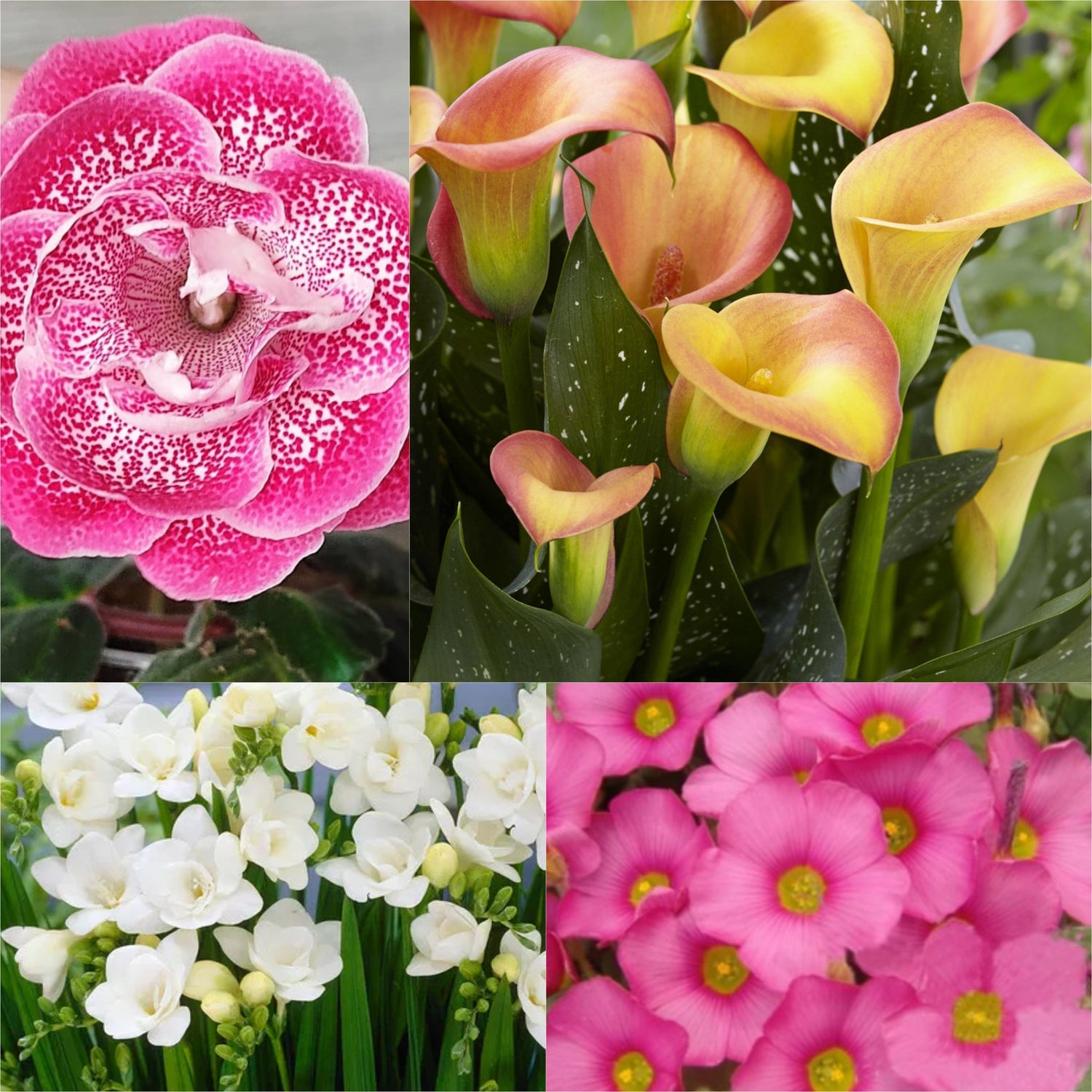 Spring/Summer Bulbs