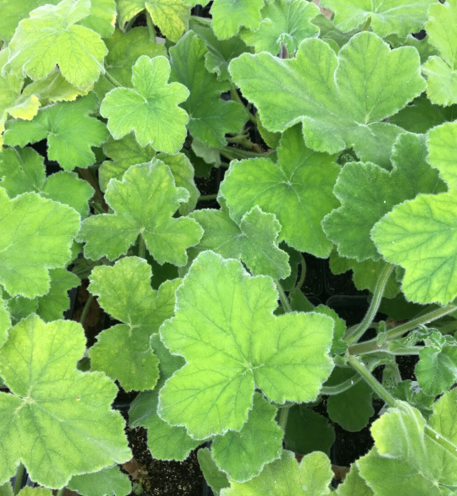 Pelargonium F2 Hybrid Soren 10 Pellets