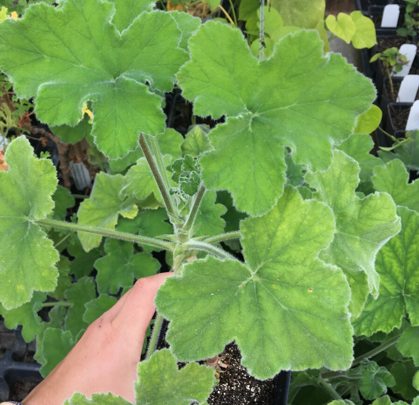 Pelargonium F2 Hybrid Soren 10 Pellets