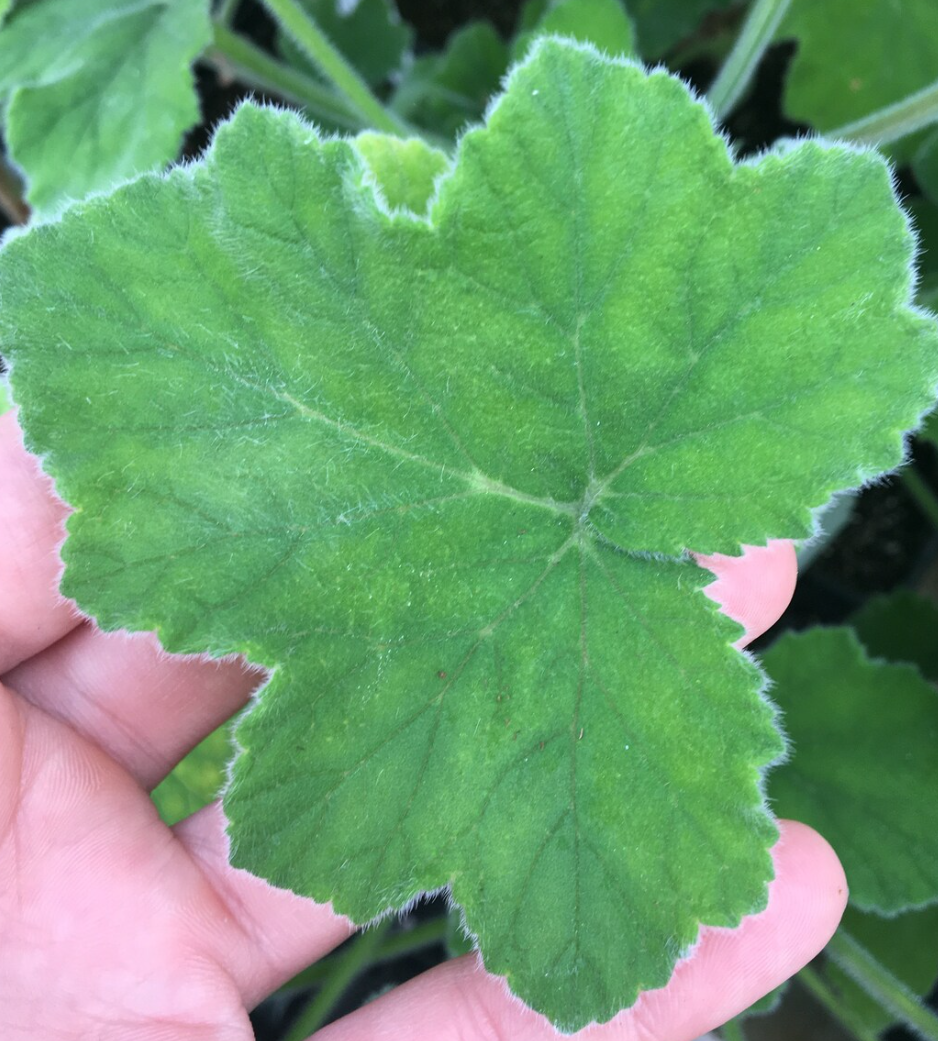 Pelargonium F2 Hybrid Gideon 10 Pellets