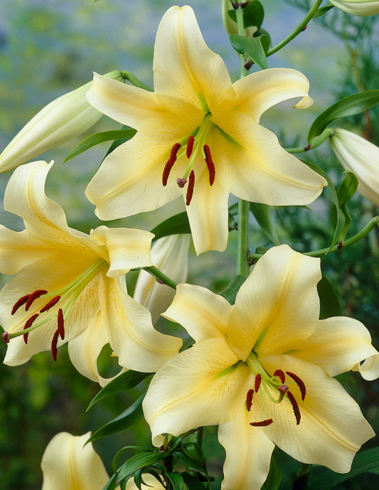 Tree Lily " Honeymoon " 1 Bulb