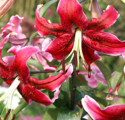 Tree Lily " Miss Feya " 1 Bulb