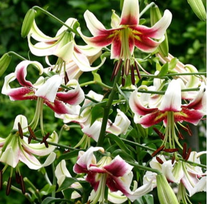 Tree Lily " Leslie Woodriff " 1 Bulb