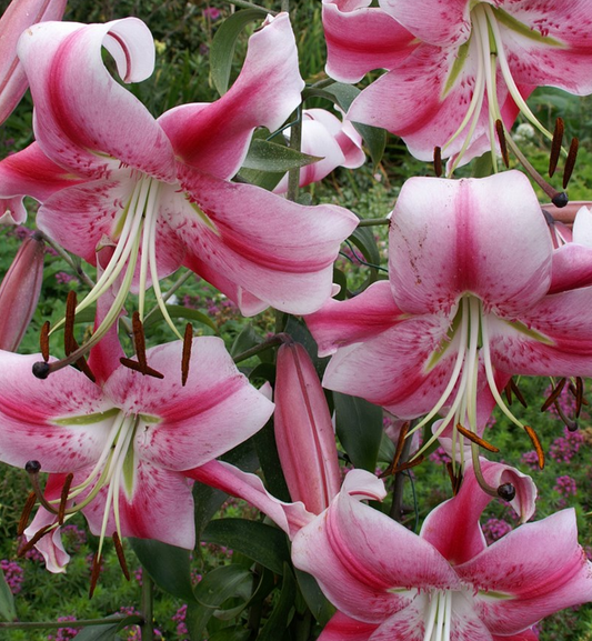 Tree Lily " Anastasia " 1 Bulb