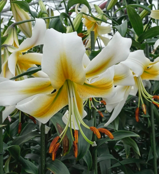 Tree Lily " Mister Cas " 1 Bulb