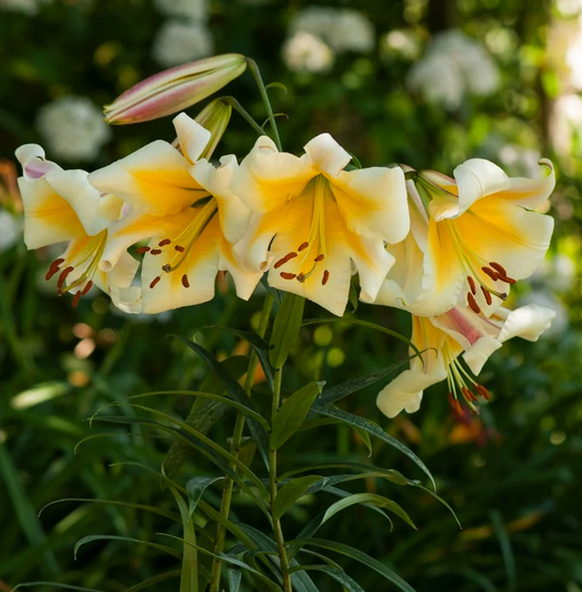 Tree Lily " Miss Peculiar " 1 Bulb