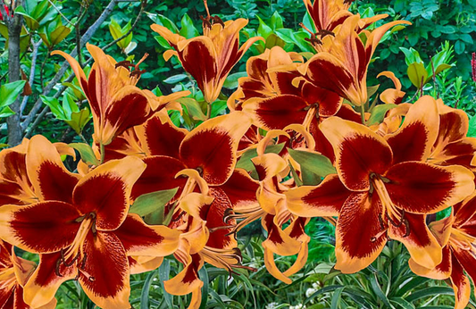 Tree Lily " Red Morning " 1 Bulb