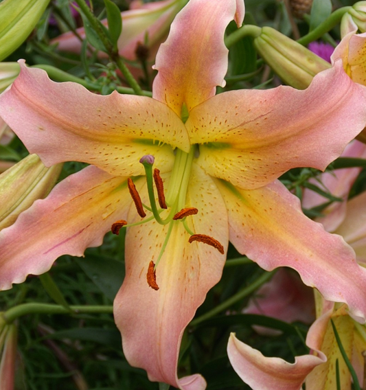 Tree Lily " Elusive " 1 Bulb