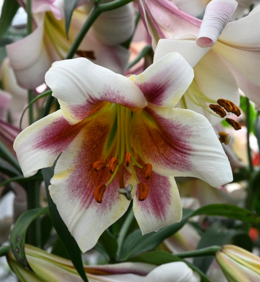 Tree Lily " Passion Moon" 1 Bulb