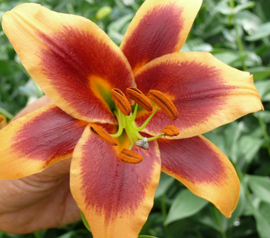 Tree Lily " Debby " 1 Bulb