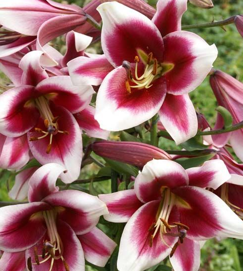 Tree Lily " Friso " 1 Bulb