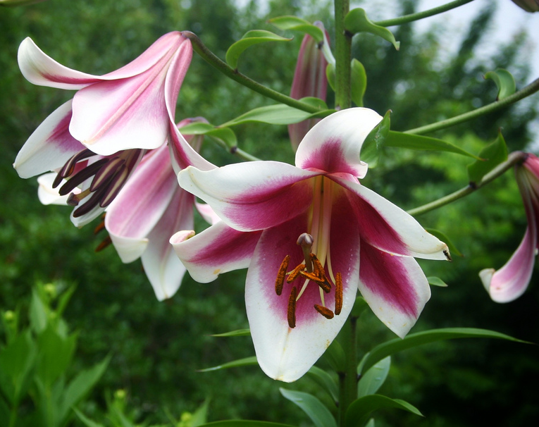 Tree Lily " Friso " 1 Bulb