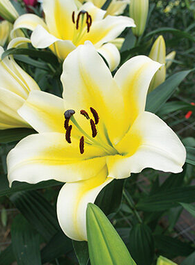 Tree Lily " Manissa " 1 Bulb