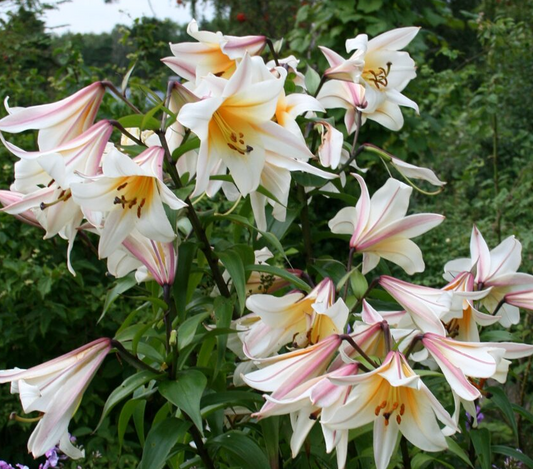Tree Lily " High Tea " 1 Bulb