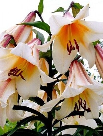 Tree Lily " High Tea " 1 Bulb