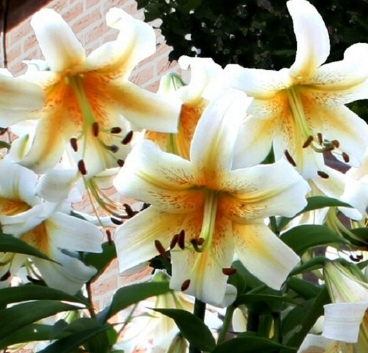 Tree Lily " Mister Pistache " 1 Bulb