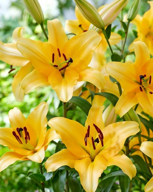 Tree Lily " Corcovado " 1 Bulb