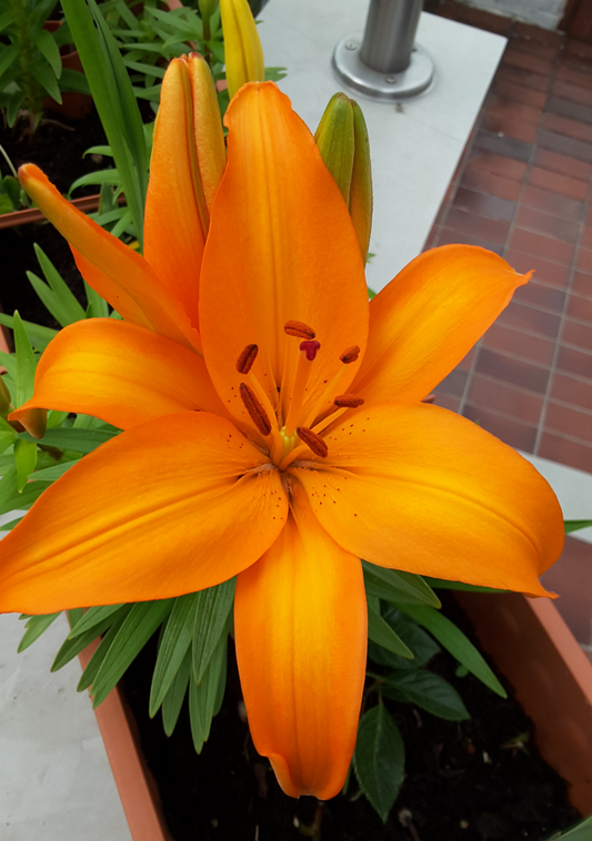 Tree Lily " Orange Space " 1 Bulb