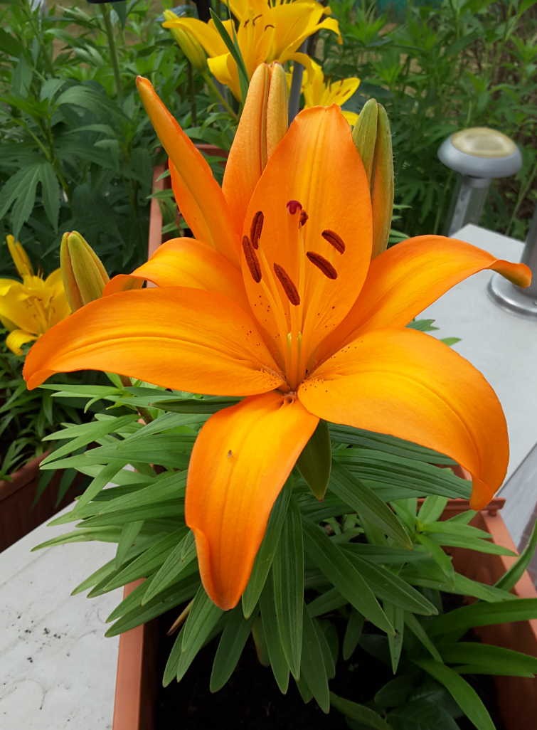 Tree Lily " Orange Space " 1 Bulb