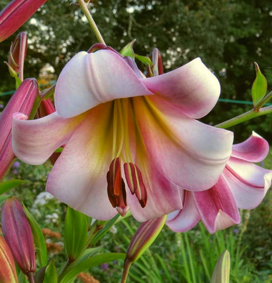 Tree Lily " Beijing Moon " 1 Bulb