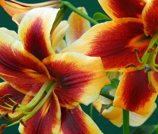 Tree Lily " Robert Swanson " 1 Bulb