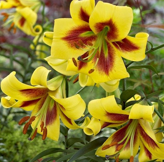 Tree Lily " Robert Swanson " 1 Bulb