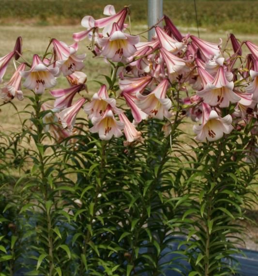 Tree Lily " Eastern Moon " 1 Bulb