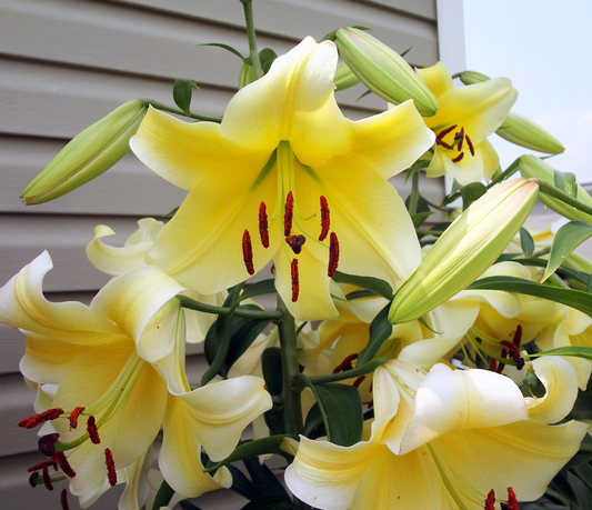 Tree Lily " Conca D'or " 1 Bulb